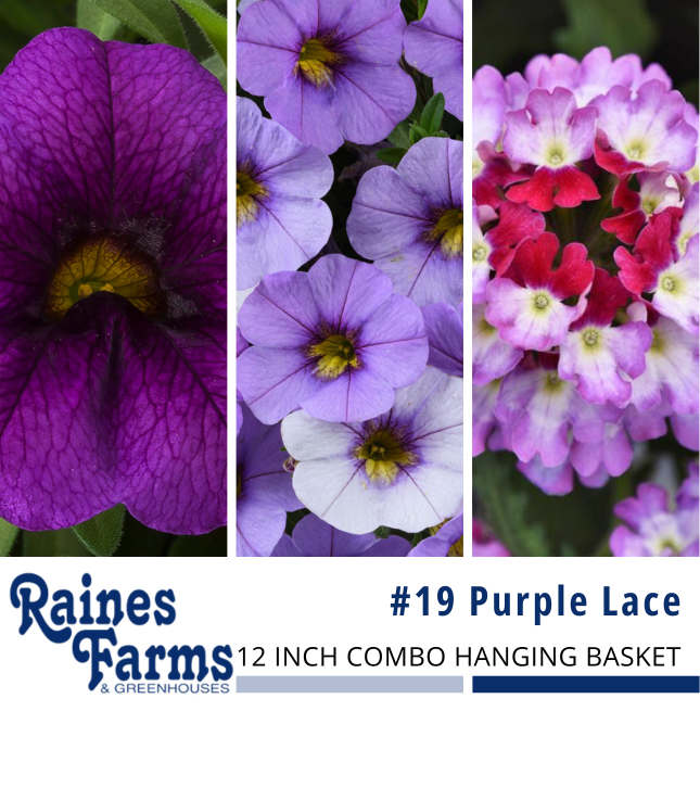 #19: Purple Lace 12 Inch Combo Hanging Basket
